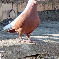 سرخ کاکلی ماده