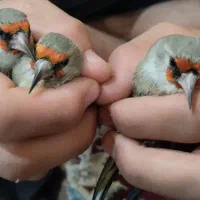 سهره|پرنده|بیرجند, |دیوار