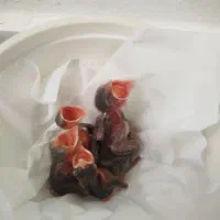 جوجه قناری خاکی