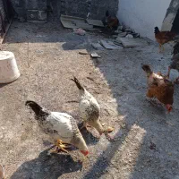 مرغ خروس