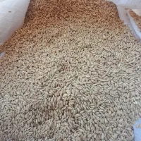 گندم