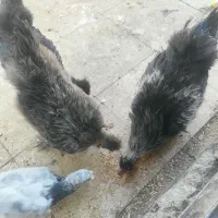 مرغ و خروس ابریشمی