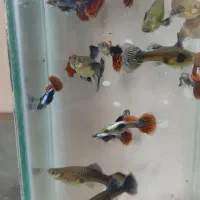 فروش ماهی گوپی|ماهی|اصفهان, شیخ اشراق|دیوار