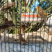 قناری نر ماده|پرنده|آبپخش, |دیوار