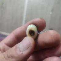 باباقوری سه پوست کلکسیونی