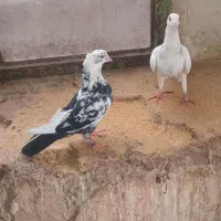 کبوتر