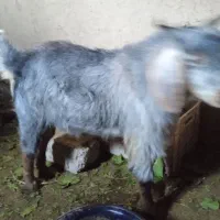 دو عدد بز|حیوانات مزرعه|گلی داغ, |دیوار