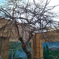 خدمات باغبانی طبیعت|خدمات باغبانی و درختکاری|قم, امامزاده ابراهیم|دیوار