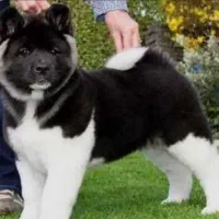 توله آمریکن آکیتا دوماهه|سگ|مرودشت, علیآباد|دیوار