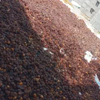 خرما عمده