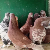 تعدادی کبوتر