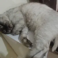 واگذاری کامل گربه هیمالین