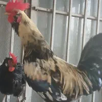 خروس