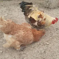 مرغ و خروس|حیوانات مزرعه|رشت, بازار|دیوار