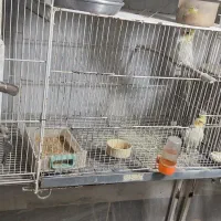 دو جفت عروس هلندی