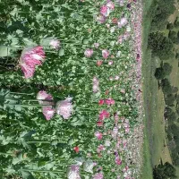 کارگر باغبان