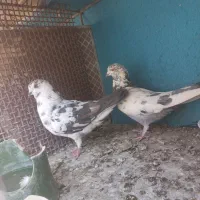 کفتر پرشی|پرنده|سیرجان, |دیوار