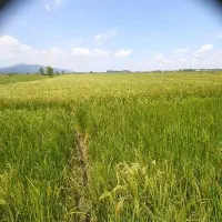 برنج هاشمی خالص