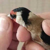 سهره نر نشاندار|پرنده|اردبیل, |دیوار