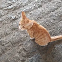 بچه گربه پیداشده