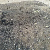 کود گوسفندی