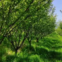 باغ-آلو-هشت-ساله-سند-تک-برگ-آب-چاه