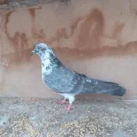 کفتر پرشی|پرنده|قم, ولیعصر|دیوار