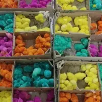 جوجه رنگی و محلی