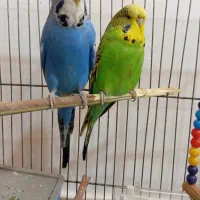 یک جفت مرغ عشق هلندی|پرنده|تبریز, |دیوار