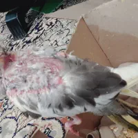 جوجه عروس ابلغ لوتینو|پرنده|زابل, |دیوار