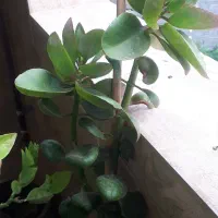 فروش گل طبیعی|گل و گیاه طبیعی|رشت, استقامت ۲|دیوار