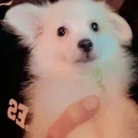 آشپیتز پامر|سگ|رشت, آتشگاه|دیوار