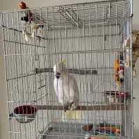 قفس آرا کاکادو کاسکو شاه طوطی