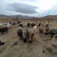 میش داشتی جوان