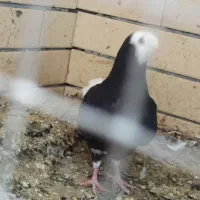 طوقی کله ای زاغ گوک پلنگ