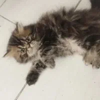 بریتیش بریتیش لانگ هیر|گربه|قم, باسکول|دیوار