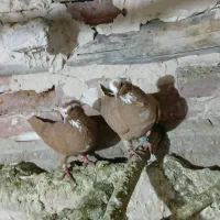 یه جفت ساری کاکولی