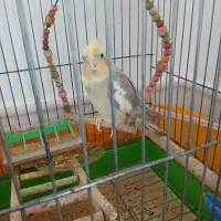 عروس هلندی