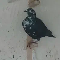 کبوتر گوره سیاه|پرنده|برازجان, |دیوار