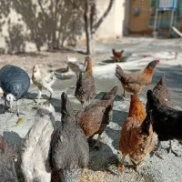 سلام ۱۲عدد مرغ محلی جوان تخم گذار|حیوانات مزرعه|ایوان, |دیوار