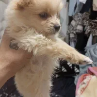 توله پامر 2 ماهه