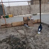 کفتر هفرنگ خطی|پرنده|شال, |دیوار