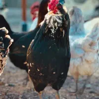 معاوضه خروس گلین با مرغ گلین یا محلی