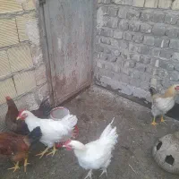 خروس|حیوانات مزرعه|قنوات, |دیوار