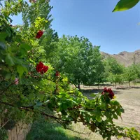 زمین باغی طبس