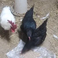 مرغ سیاه|حیوانات مزرعه|مهاجران, |دیوار