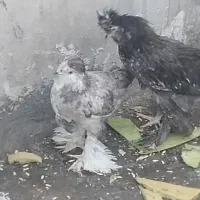 خروس لهستانی نژاددار