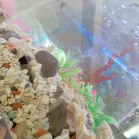 اکواریوم شیشه خم|ماهی|سهند, |دیوار