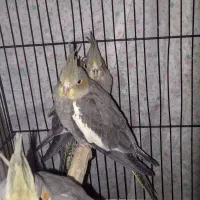 فروش عروس هلندی 2ماهه