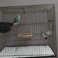 مرغ عشق با قفس و تجهیزات|پرنده|خوی, |دیوار